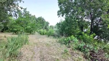 Yavaş çekim doğa yürüyüşü. Çimlerin arasındaki dar yol. Yazın yürüyüş. Sıcak güneşli bir gün. Ağır çekim video 4k. video HLG biçiminde.