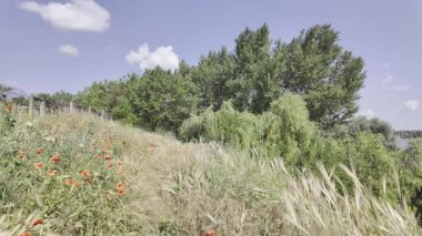 Yavaş çekim doğa yürüyüşü. Çimlerin arasındaki dar yol. Yazın yürüyüş. Sıcak güneşli bir gün. Ağır çekim video 4k. video HLG biçiminde.