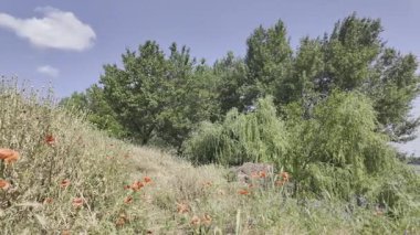 Yavaş çekim doğa yürüyüşü. Çimlerin arasındaki dar yol. Yazın yürüyüş. Sıcak güneşli bir gün. Ağır çekim video 4k. video HLG biçiminde.