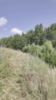Yavaş çekim doğa yürüyüşü. Çimlerin arasındaki dar yol. Yazın yürüyüş. Sıcak güneşli bir gün. Ağır çekim video 4k. video HLG biçiminde.