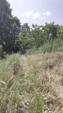 Yavaş çekim doğa yürüyüşü. Çimlerin arasındaki dar yol. Yazın yürüyüş. Sıcak güneşli bir gün. Ağır çekim video 4k. video HLG biçiminde.