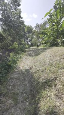 Yavaş çekim doğa yürüyüşü. Çimlerin arasındaki dar yol. Yazın yürüyüş. Sıcak güneşli bir gün. Ağır çekim video 4k. video HLG biçiminde.