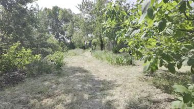 Yavaş çekim doğa yürüyüşü. Çimlerin arasındaki dar yol. Yazın yürüyüş. Sıcak güneşli bir gün. Ağır çekim video 4k. video HLG biçiminde.