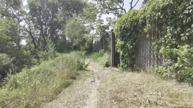 Yavaş çekim doğa yürüyüşü. Çimlerin arasındaki dar yol. Yazın yürüyüş. Sıcak güneşli bir gün. Ağır çekim video 4k. video HLG biçiminde.