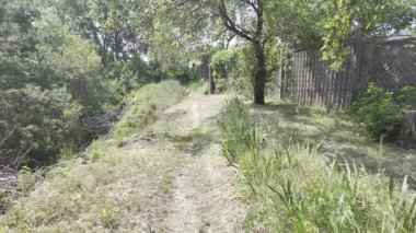 Yavaş çekim doğa yürüyüşü. Çimlerin arasındaki dar yol. Yazın yürüyüş. Sıcak güneşli bir gün. Ağır çekim video 4k. video HLG biçiminde.