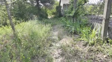 Yavaş çekim doğa yürüyüşü. Çimlerin arasındaki dar yol. Yazın yürüyüş. Sıcak güneşli bir gün. Ağır çekim video 4k. video HLG biçiminde.