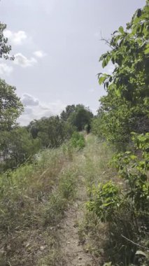 Yavaş çekim doğa yürüyüşü. Çimlerin arasındaki dar yol. Yazın yürüyüş. Sıcak güneşli bir gün. Ağır çekim video 4k. video HLG biçiminde.