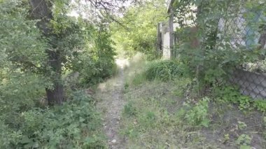 Yavaş çekim doğa yürüyüşü. Çimlerin arasındaki dar yol. Yazın yürüyüş. Sıcak güneşli bir gün. Ağır çekim video 4k. video HLG biçiminde.