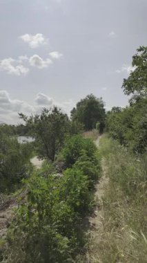 Yavaş çekim doğa yürüyüşü. Çimlerin arasındaki dar yol. Yazın yürüyüş. Sıcak güneşli bir gün. Ağır çekim video 4k. video HLG biçiminde.