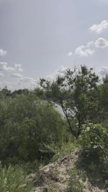 Yavaş çekim doğa yürüyüşü. Çimlerin arasındaki dar yol. Yazın yürüyüş. Sıcak güneşli bir gün. Ağır çekim video 4k. video HLG biçiminde.