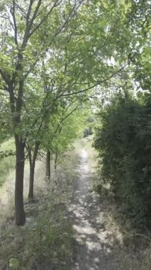 Yavaş çekim doğa yürüyüşü. Çimlerin arasındaki dar yol. Yazın yürüyüş. Sıcak güneşli bir gün. Ağır çekim video 4k. video HLG biçiminde.