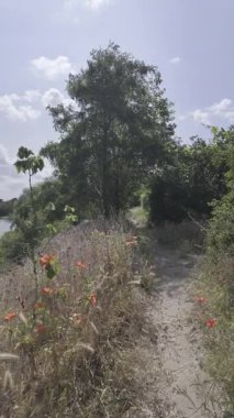 Yavaş çekim doğa yürüyüşü. Çimlerin arasındaki dar yol. Yazın yürüyüş. Sıcak güneşli bir gün. Ağır çekim video 4k. video HLG biçiminde.