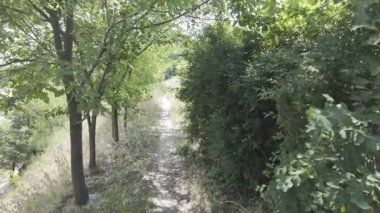 Yavaş çekim doğa yürüyüşü. Çimlerin arasındaki dar yol. Yazın yürüyüş. Sıcak güneşli bir gün. Ağır çekim video 4k. video HLG biçiminde.