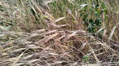 dry Spike 'ın ağır çekim videosu. Buğday tarlası günbatımı manzarası yavaş çekim videosu. Çiftçi Akıllı tarım tarım ekolojisi kavramı. Buğday tarlası. Altın buğday kulakları yakında. 4k video