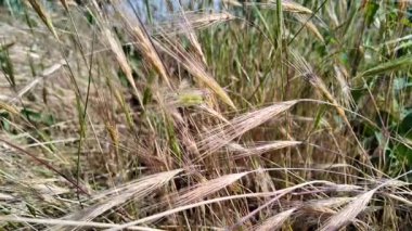 dry Spike 'ın ağır çekim videosu. Buğday tarlası günbatımı manzarası yavaş çekim videosu. Çiftçi Akıllı tarım tarım ekolojisi kavramı. Buğday tarlası. Altın buğday kulakları yakında. 4k video