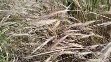 dry Spike 'ın ağır çekim videosu. Buğday tarlası günbatımı manzarası yavaş çekim videosu. Çiftçi Akıllı tarım tarım ekolojisi kavramı. Buğday tarlası. Altın buğday kulakları yakında. 4k video