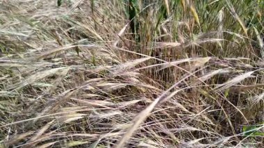 dry Spike 'ın ağır çekim videosu. Buğday tarlası günbatımı manzarası yavaş çekim videosu. Çiftçi Akıllı tarım tarım ekolojisi kavramı. Buğday tarlası. Altın buğday kulakları yakında. 4k video