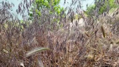 dry Spike 'ın ağır çekim videosu. Buğday tarlası günbatımı manzarası yavaş çekim videosu. Çiftçi Akıllı tarım tarım ekolojisi kavramı. Buğday tarlası. Altın buğday kulakları yakında. 4k video