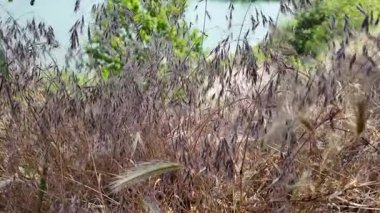 dry Spike 'ın ağır çekim videosu. Buğday tarlası günbatımı manzarası yavaş çekim videosu. Çiftçi Akıllı tarım tarım ekolojisi kavramı. Buğday tarlası. Altın buğday kulakları yakında. 4k video