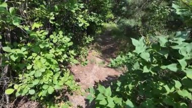 Yazın insan doğada yürür. Bir dağ ormanındaki patika boyunca yürüyen bir adamın yakın plan görüntüsü. Hala yavaş çekimde.