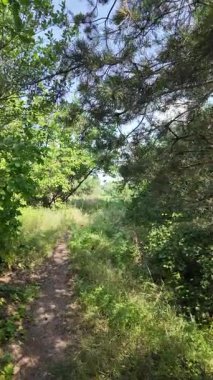 Yazın insan doğada yürür. Bir dağ ormanındaki patika boyunca yürüyen bir adamın yakın plan görüntüsü. Hala yavaş çekimde.