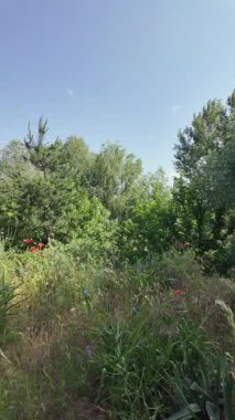 Yazın insan doğada yürür. Bir dağ ormanındaki patika boyunca yürüyen bir adamın yakın plan görüntüsü. Hala yavaş çekimde.