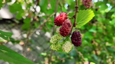 Ağaç dallarında olgunlaşmış dut meyveleri. Bahçede siyah morus üzümü. Süper Dut Ağacı. 4k ağır çekim videosu