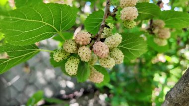 Ağaç dallarında olgunlaşmış dut meyveleri. Bahçede siyah morus üzümü. Süper Dut Ağacı. 4k ağır çekim videosu