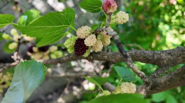 Ağaç dallarında olgunlaşmış dut meyveleri. Bahçede siyah morus üzümü. Süper Dut Ağacı. 4k ağır çekim videosu