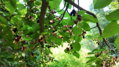 Ağaç dallarında olgunlaşmış dut meyveleri. Bahçede siyah morus üzümü. Süper Dut Ağacı. 4k ağır çekim videosu