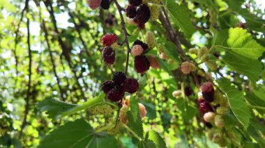 Ağaç dallarında olgunlaşmış dut meyveleri. Bahçede siyah morus üzümü. Süper Dut Ağacı. 4k ağır çekim videosu