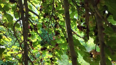 Ağaç dallarında olgunlaşmış dut meyveleri. Bahçede siyah morus üzümü. Süper Dut Ağacı. 4k ağır çekim videosu