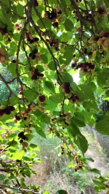 Ağaç dallarında olgunlaşmış dut meyveleri. Bahçede siyah morus üzümü. Süper Dut Ağacı. 4k ağır çekim videosu