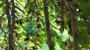 Ağaç dallarında olgunlaşmış dut meyveleri. Bahçede siyah morus üzümü. Süper Dut Ağacı. 4k ağır çekim videosu