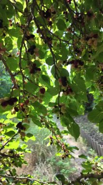 Ağaç dallarında olgunlaşmış dut meyveleri. Bahçede siyah morus üzümü. Süper Dut Ağacı. 4k ağır çekim videosu