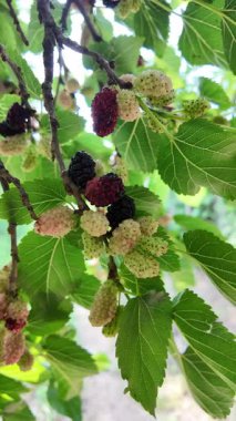 Ağaç dallarında olgunlaşmış dut meyveleri. Bahçede siyah morus üzümü. Süper Dut Ağacı. 4k ağır çekim videosu