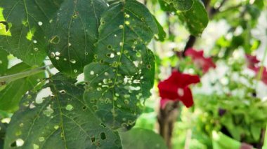 Hasarlı ağaç yaprakları. Delikli yapraklar. Ağır çekim video 4k. Bu resim yüzeyinde birkaç küçük deliği olan yeşil bir yaprak gösteriyor. Arkadan parlayan bir ışık var.,