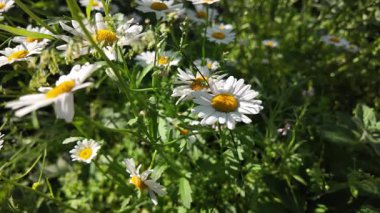 Büyük beyaz papatyalar. Ağır çekim video 4k. Çiçek açan papatya çiçeğinin 4K Zaman Hızı. Büyük bir çiçek kokteyli açma zamanı. Yakın plan.