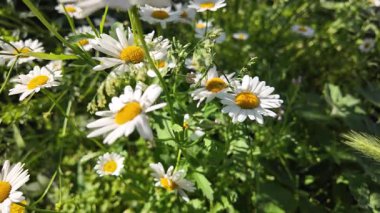 Büyük beyaz papatyalar. Ağır çekim video 4k. Çiçek açan papatya çiçeğinin 4K Zaman Hızı. Büyük bir çiçek kokteyli açma zamanı. Yakın plan.