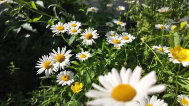 Büyük beyaz papatyalar. Ağır çekim video 4k. Çiçek açan papatya çiçeğinin 4K Zaman Hızı. Büyük bir çiçek kokteyli açma zamanı. Yakın plan.