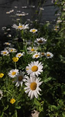 Büyük beyaz papatyalar. Ağır çekim video 4k. Çiçek açan papatya çiçeğinin 4K Zaman Hızı. Büyük bir çiçek kokteyli açma zamanı. Yakın plan.