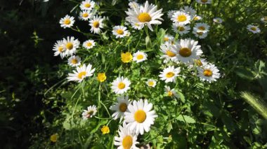 Büyük beyaz papatyalar. Ağır çekim video 4k. Çiçek açan papatya çiçeğinin 4K Zaman Hızı. Büyük bir çiçek kokteyli açma zamanı. Yakın plan.