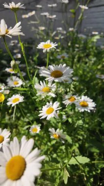 Büyük beyaz papatyalar. Ağır çekim video 4k. Çiçek açan papatya çiçeğinin 4K Zaman Hızı. Büyük bir çiçek kokteyli açma zamanı. Yakın plan.