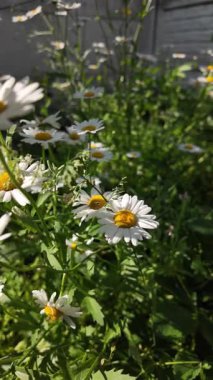 Büyük beyaz papatyalar. Ağır çekim video 4k. Çiçek açan papatya çiçeğinin 4K Zaman Hızı. Büyük bir çiçek kokteyli açma zamanı. Yakın plan.