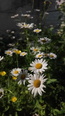 Büyük beyaz papatyalar. Ağır çekim video 4k. Çiçek açan papatya çiçeğinin 4K Zaman Hızı. Büyük bir çiçek kokteyli açma zamanı. Yakın plan.