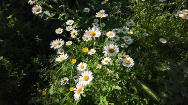 Büyük beyaz papatyalar. Ağır çekim video 4k. Çiçek açan papatya çiçeğinin 4K Zaman Hızı. Büyük bir çiçek kokteyli açma zamanı. Yakın plan.