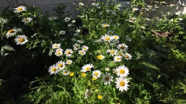 Büyük beyaz papatyalar. Ağır çekim video 4k. Çiçek açan papatya çiçeğinin 4K Zaman Hızı. Büyük bir çiçek kokteyli açma zamanı. Yakın plan.