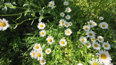 Büyük beyaz papatyalar. Ağır çekim video 4k. Çiçek açan papatya çiçeğinin 4K Zaman Hızı. Büyük bir çiçek kokteyli açma zamanı. Yakın plan.