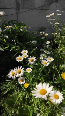 Büyük beyaz papatyalar. Ağır çekim video 4k. Çiçek açan papatya çiçeğinin 4K Zaman Hızı. Büyük bir çiçek kokteyli açma zamanı. Yakın plan.