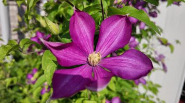 Klematis çiçeği. Clematis terniflora. Çiçek açan klematis, leylak rengi, bahçedeki büyük çiçekler. tırmanma çiçeği. Çiçekli sarmaşıklar.